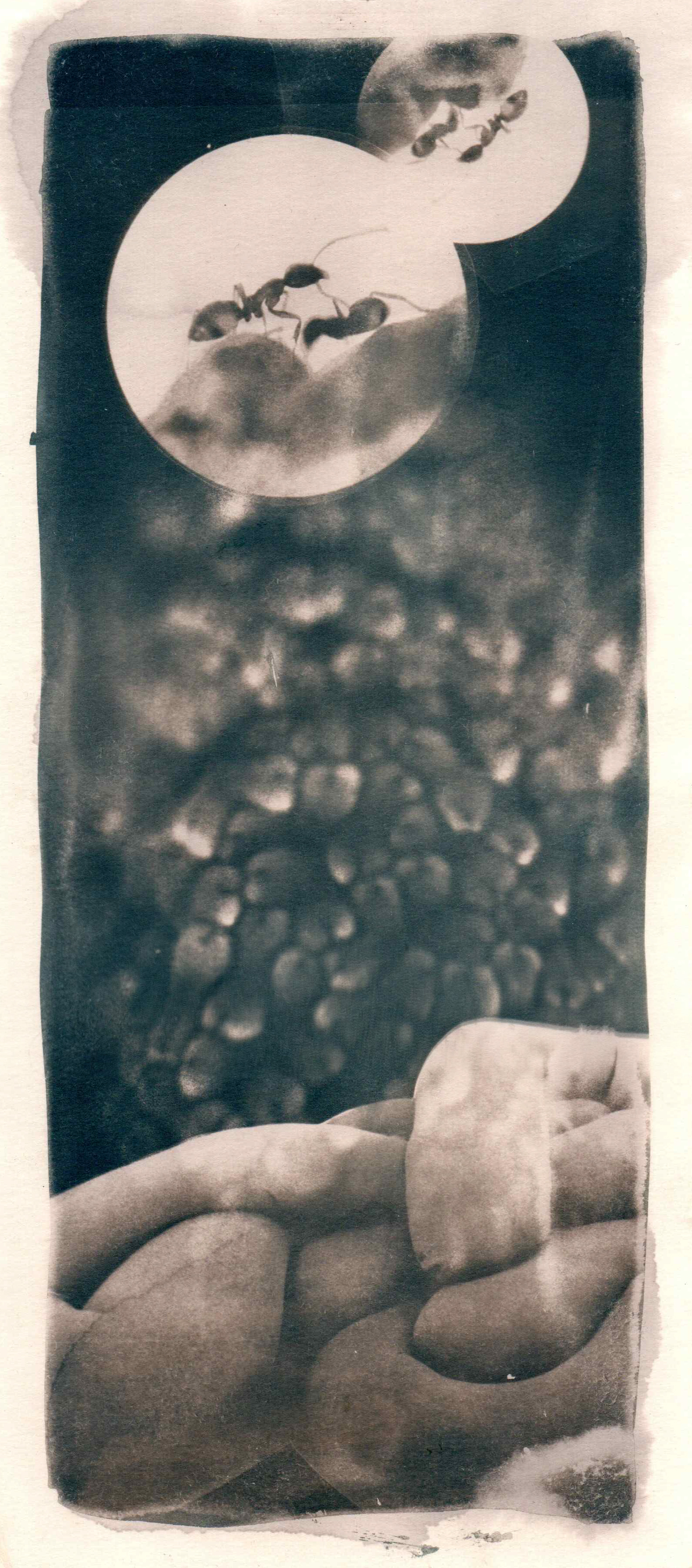 Softscape | 5.5” x 12”, Toned Cyanotype, 2023