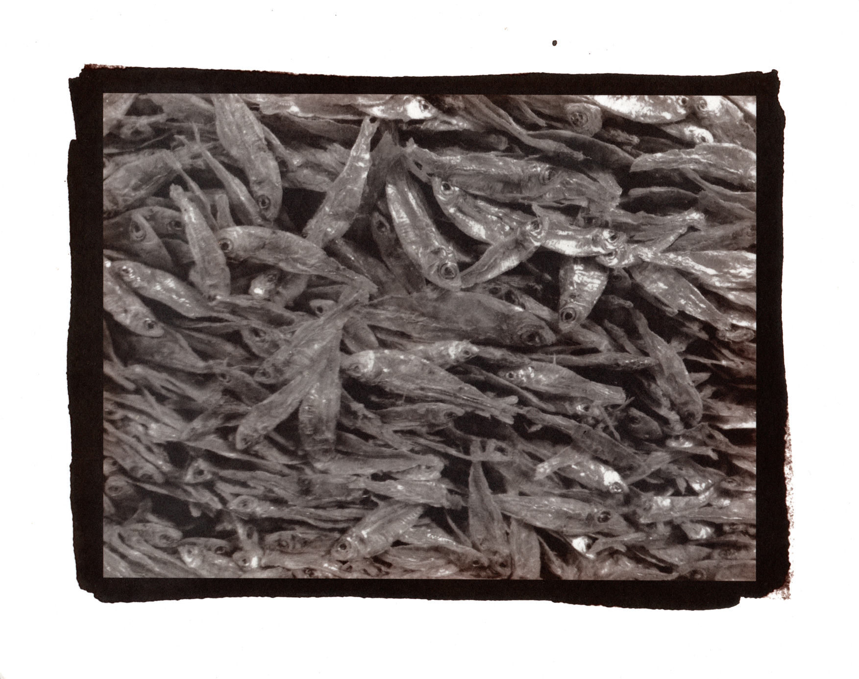 Fish | 8x10”,  gold toned Salt Print, 2026